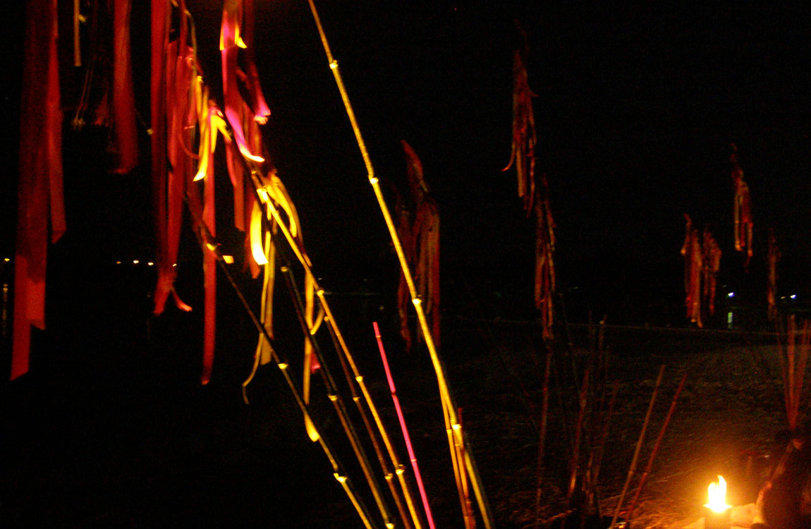 A photo of reeds against a night sky